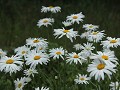 Tumbler Ridge - wilde bloemenpracht