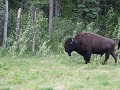 Bizon langs de weg, Alaska Hwy