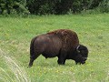 nog een bizon, Alaska Hwy