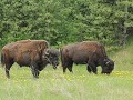 meer bizons, Alaska Hwy
