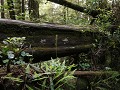 Pacific Rim NPR - Rainforest trail (nr6)