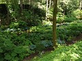 Vancouver Island - Butchart Gardens