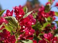 Vancouver Island - Butchart Gardens