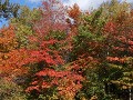 Quebec - Chute Montmorency, herfstkleuren in de pr