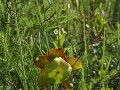 Cabot Trail - Bog Trail, pitcher plant in bloei