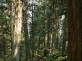 Mount Revelstoke NP, Giant Cedars plankenpad