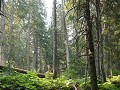 Mount Revelstoke NP, Giant Cedars woud
