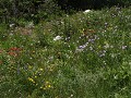 Mount Revelstoke NP, wilde bloemen langs de parkwe