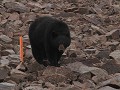 Great Northern Loop - dag 10, 3de zwarte beer met 
