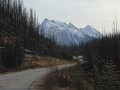 Jasper NP - verbrande bossen langs Maligne Lake Ro