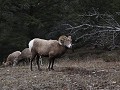Jasper NP - Bighorn Sheep langs Old Fort Point wan