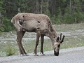Alaska Hwy, kariboe op de weg