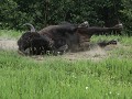 Alaska Hwy, bizon steelt de show