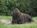 Alaska Hwy, bizon poseert voor de foto