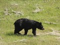 Alaska Hwy, zwarte beer