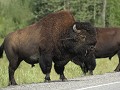 Alaska Hwy, bizons