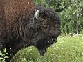 Alaska Hwy, bizon