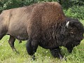 Alaska Hwy, bizon