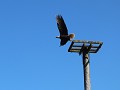 Port Hardy - Bald Eagle langs Estuary Trail