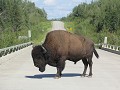 Liard Trail - bizon op smalle brug