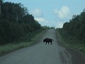 Liard Trail - bizons steekt over