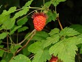 wilde aardbeien langs logging wegen naar Winter Ha