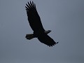 Port McNeill - Bald Eagles of witkopzeearenden aan