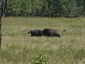 Elk Island NP - Bison Loop Road, vechtende bizons