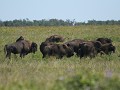 Elk Island NP - Bison Loop Road, kudde bizons