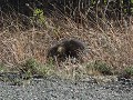 porcupine (soort groot stekelvarken) langs Alaska 