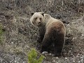 Grizzly beer zoekt eten langs Alaska Highway