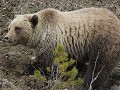 Grizzly beer zoekt eten langs Alaska Hwy