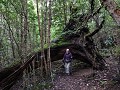 Villa O'Higgins, Parque Glacial Mosco, wandeling m