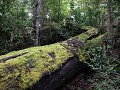 Villa O'Higgins, Parque Glacial Mosco, wandeling m