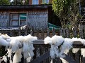 Caleta Tortel, rondwandeling Cerro Vigiá, woning l