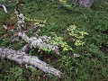 Carretera Austral, PN Cerro Castillo, wandeling La
