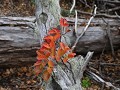 Carretera Austral, PN Cerro Castillo, wandeling La