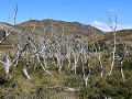 Torres del Paine PN, dag 5, wandeling mirador Cuer