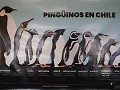 Reserva Natural Pinguino Rey, soorten pinguïns in 
