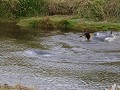 Reserva Natural Pinguino Rey, zwemmen in het stroo