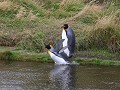 Reserva Natural Pinguino Rey, daar gaan we 