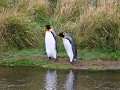Reserva Natural Pinguino Rey, zin in een duik