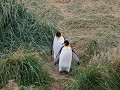 Reserva Natural Pinguino Rey, koningspinguïns op s
