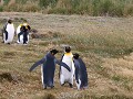 Reserva Natural Pinguino Rey, discussie oner konin