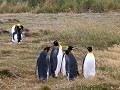 Reserva Natural Pinguino Rey, kleine koningspinguï