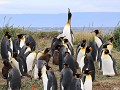 Reserva Natural Pinguino Rey, koningspinguïn met e