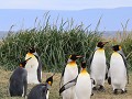 Reserva Natural Pinguino Rey, kleine koningspinguï