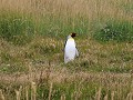 Reserva Natural Pinguino Rey, kleine koningspinguï