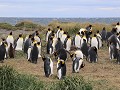 Reserva Natural Pinguino Rey, kleine koningspinguï