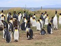Reserva Natural Pinguino Rey, kleine koningspinguï
